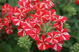 Verbena