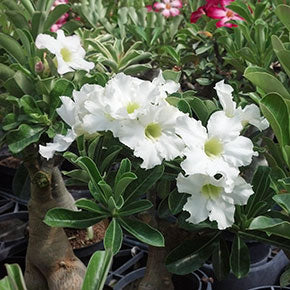 White Desert Rose