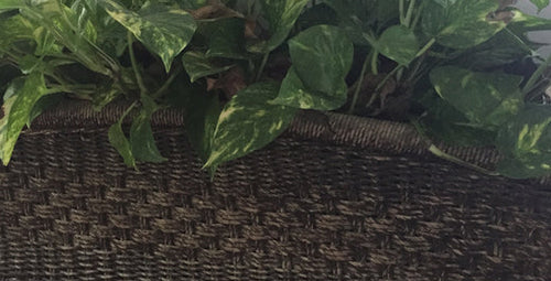 Staging Indoor Plants With Plant Stands