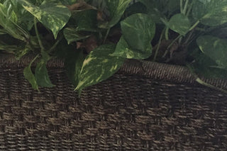 Staging Indoor Plants With Plant Stands