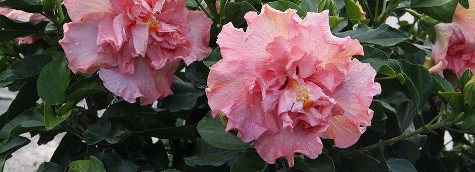 Winter Hibiscus Care Tips