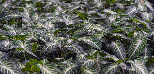 Dense foliage of Xanthosoma Plants showcasing the distinct white-veined, deep green leaves, partially illuminated by sunlight