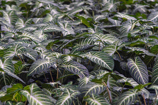 Dense foliage of Xanthosoma Plants showcasing the distinct white-veined, deep green leaves, partially illuminated by sunlight
