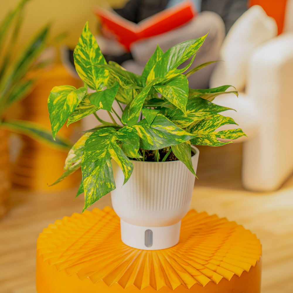 Yellow Sunrise Pothos