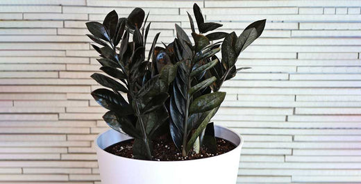 Hot New Plant Alert