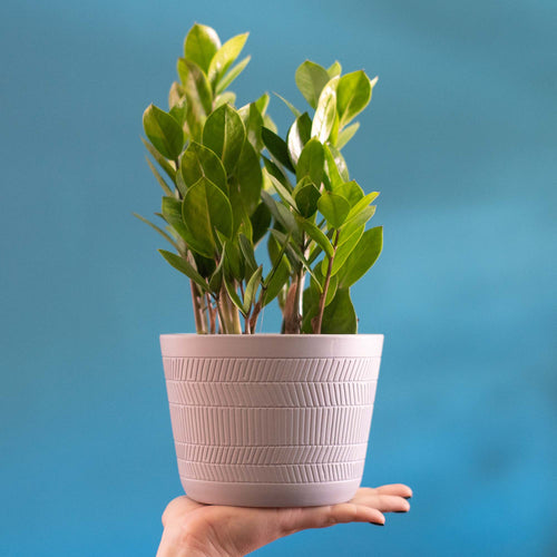 Potted ZZ Plant (Zamioculcas zamiifolia) with in gray pot held flat on a woman's hand up against a blue background to highlight this houseplant.