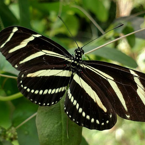 Florida Butterfly Gardening