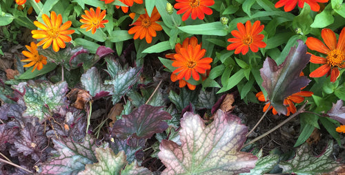 Mixing Perennials with Annuals to Make Colorful Combos