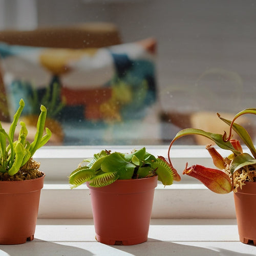 Carnivorous Plants: Types, Care, and How to Grow Them