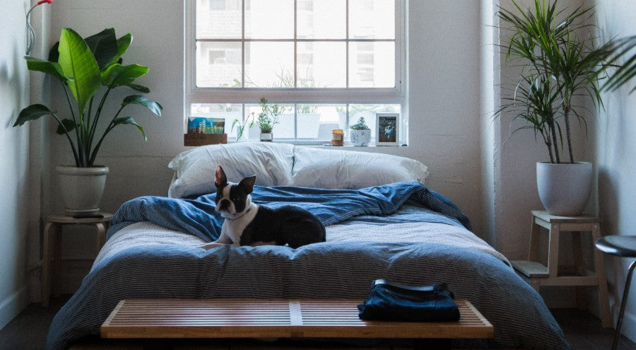 Perfect Plants for Bedrooms