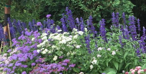 Garden Design 101: Using Blue Elements in the Garden