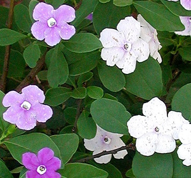 Yesterday Today And Tomorrow Plant Yesterday Today Tomorrow Plant