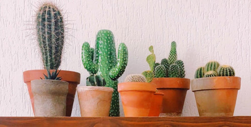 How to Cluster Cacti