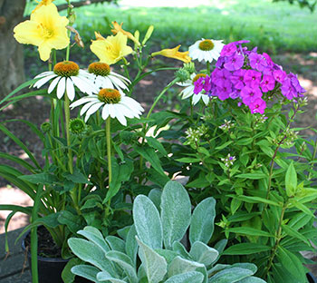 How To Plant Perennials