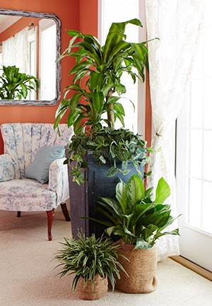 December Gardening Tips