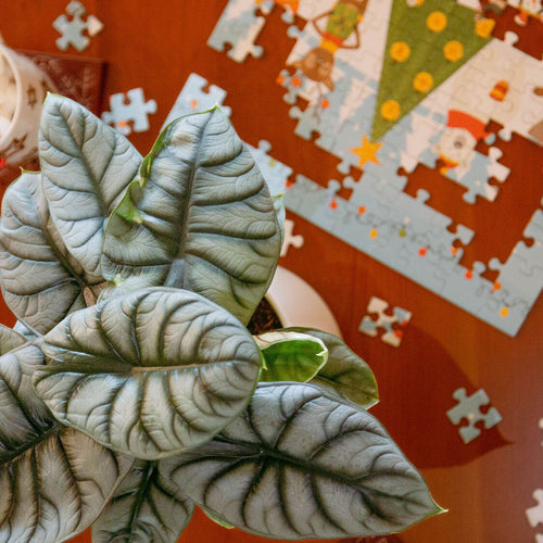 Alocasia Silver Dragon houseplant on a wood table with a puzzle and cup of hot cocoa with marshmallows