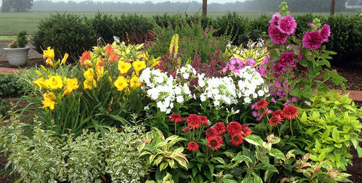 Perennials Are Good Investments
