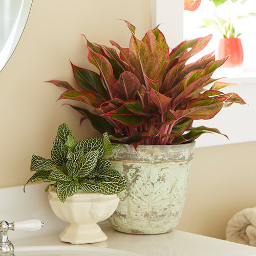 La Aglaonema Roja o Aglaonema de Fuego, 8 Razones para Amarla