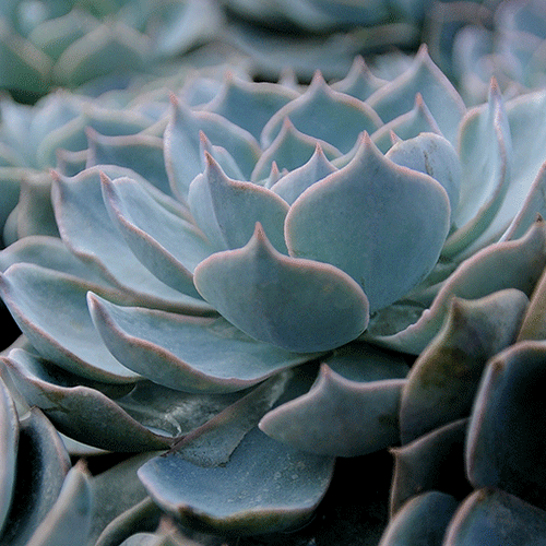 5 Fab Reasons to Grow Succulents