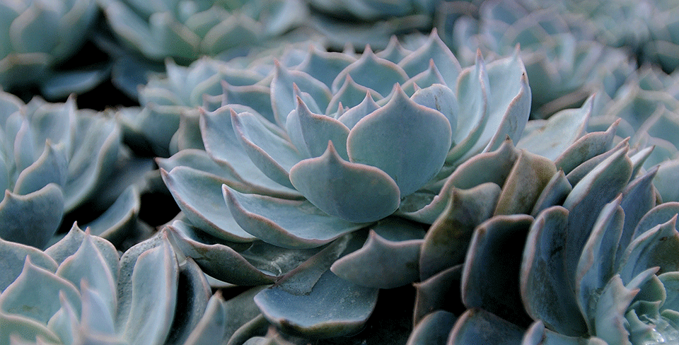 5 Fab Reasons to Grow Succulents