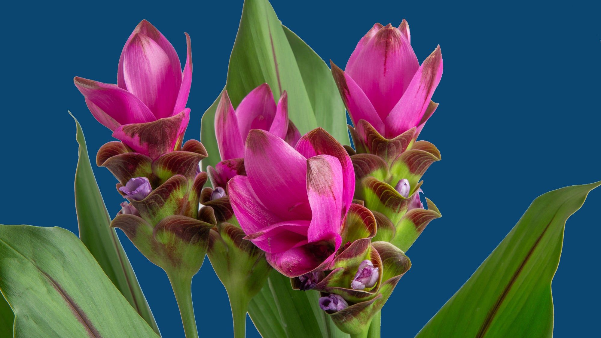 Curcuma Longa Plant