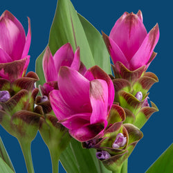 How to Care for Curcuma in Winter