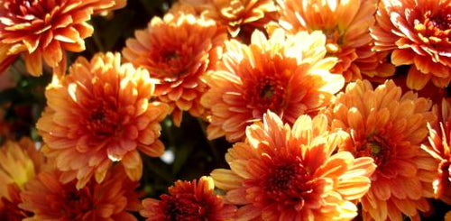 Chrysanthemum 