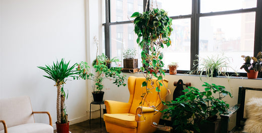 Houseplants That Climb and Trail