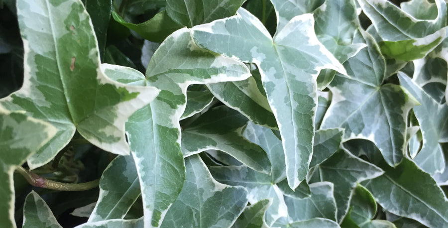Start an Ivy Collection
