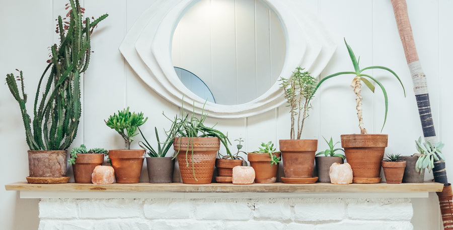 5 Interesting Ways to Use Succulents
