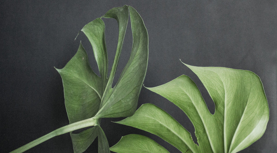 Monstera: A Cool Plant With Many Names