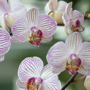 10 Garden Myths Debunked