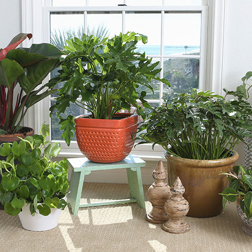 An assortment of indoor plants in decorative pots arranged by a bright window with a sea view, adding lively greenery to the room's ambiance.
