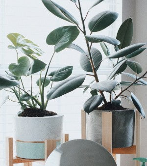 11 Houseplant Parenting Tips