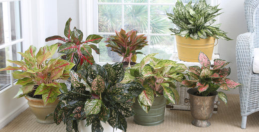 Easy and Beautiful Colorful Aglaonema