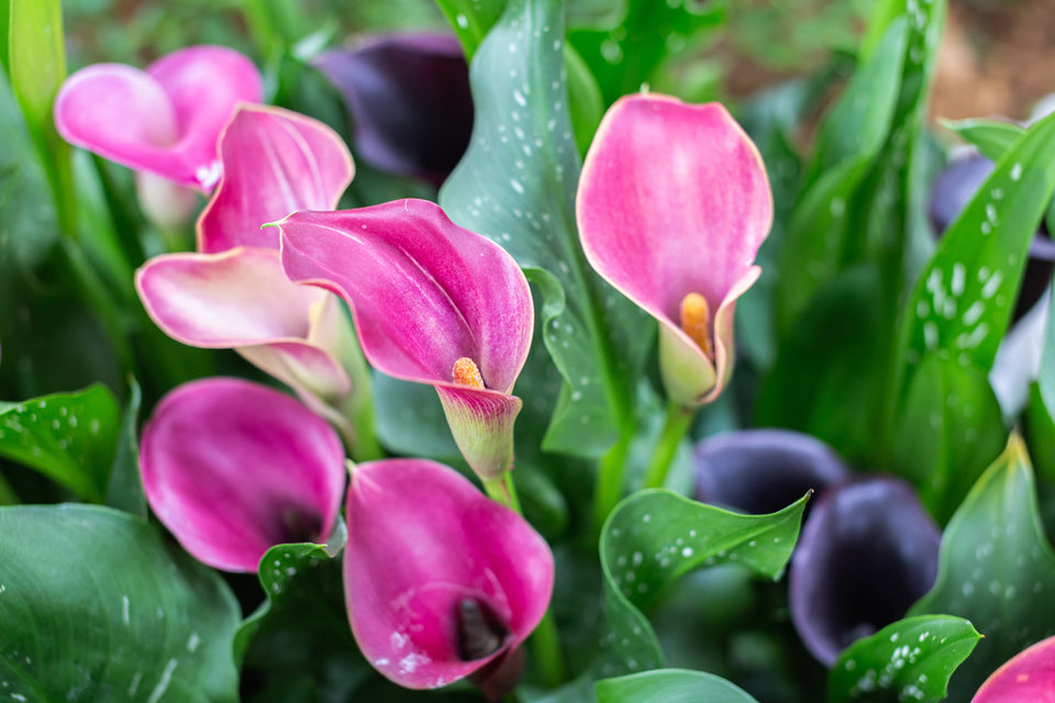 Annual Flowers Bloom Guide