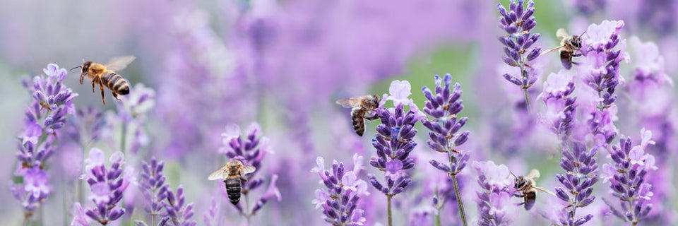 Celebrate National Pollinator Month: How to Create a Pollinator-Friendly Garden