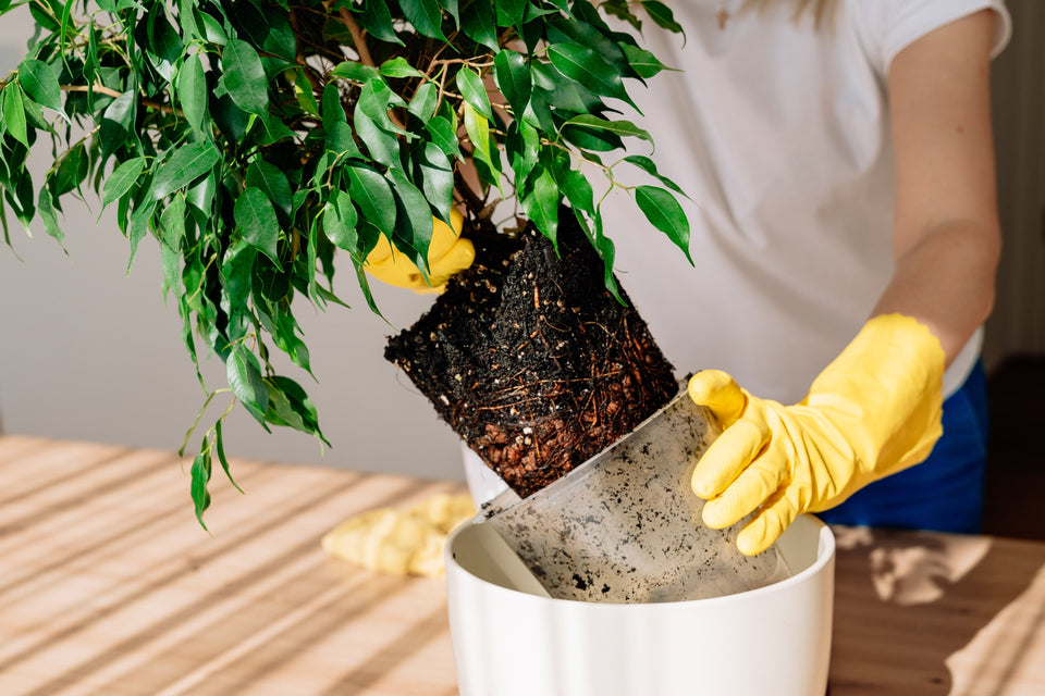When Should You Repot a New Houseplant?