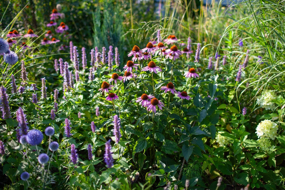 A perennial garden in bloom