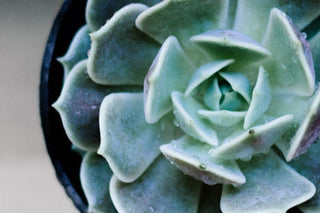 New Plant Parent Shopping List