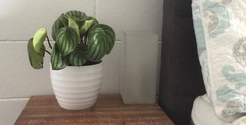 Trending Tropicals® Collection: Meet Watermelon Peperomia