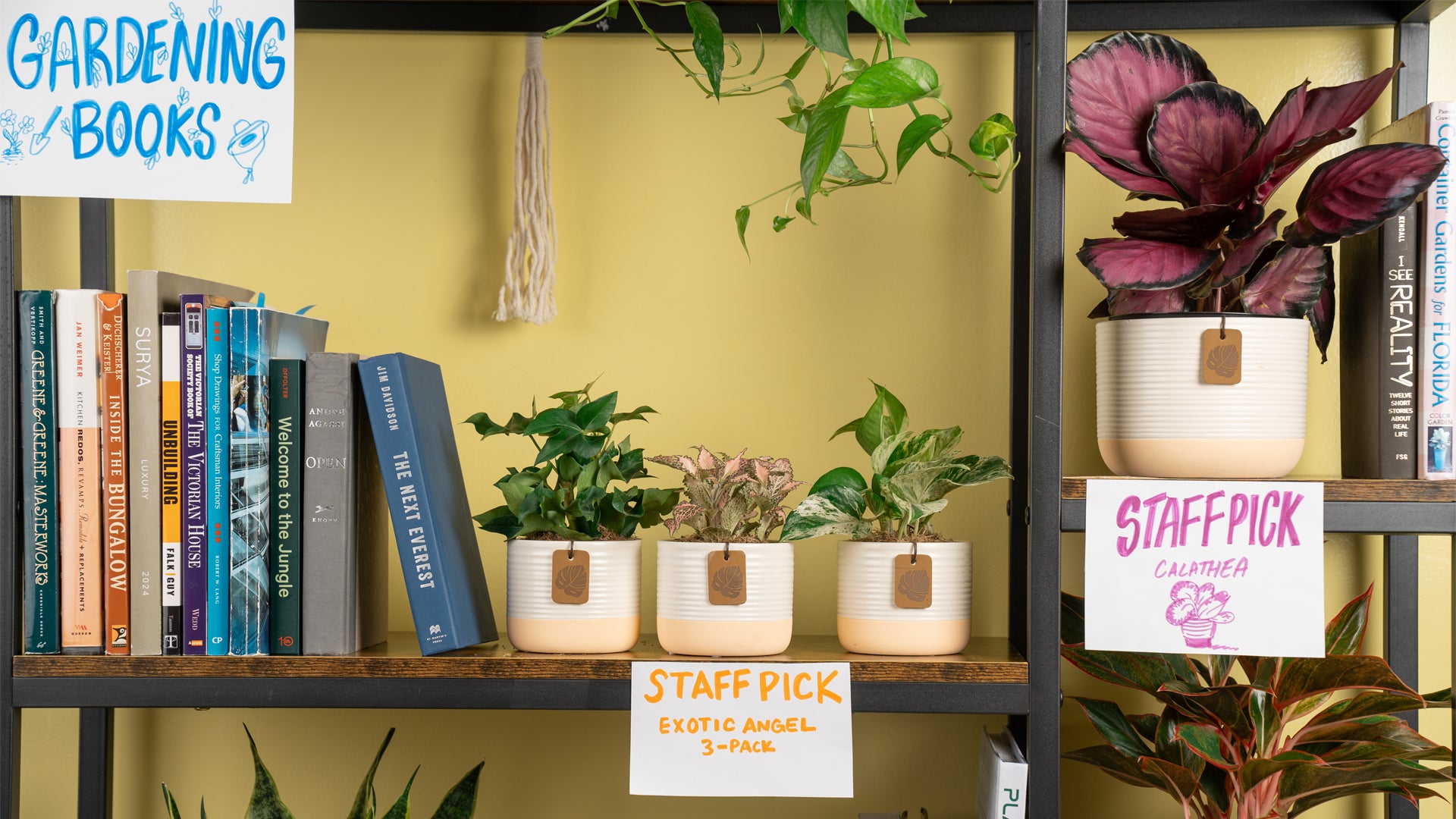 Houseplant Appreciation Day Staff Picks