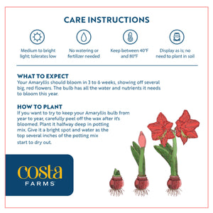 An infographic with care instructions of the Amaryllis plant. It thrives with medium to bright sunlight, and no need to water or fertilize. 