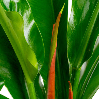Philodendron ruizii
