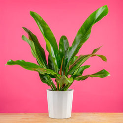 Thai Constellation | Extra large