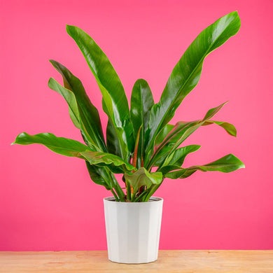 Philodendron ruizii