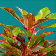 aurora aglaonema Siam Aurora Aglaonema