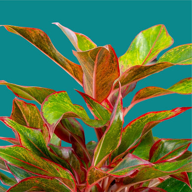 Siam Aurora Aglaonema | medium – Costa Farms