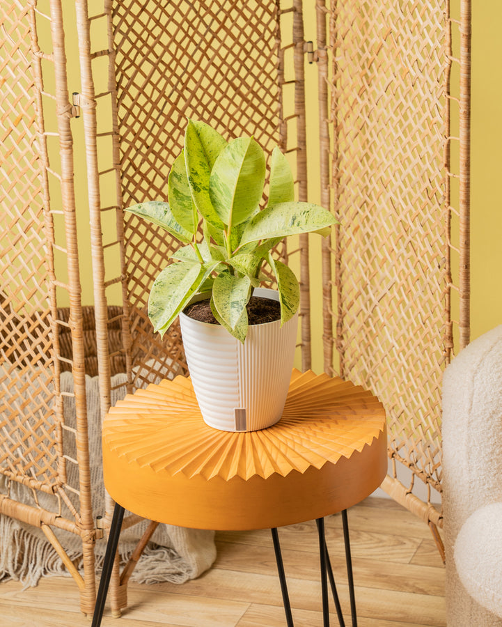 A Ficus Shivereana plant in a white self-watering decor container. The plant is on a orange circular coffee table. 