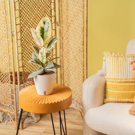 A medium Ficus Tineke plant sits on a round bright orange coffee table. The plant has beautiful shades of milky white & green colors. It is in a white self-watering decor container.